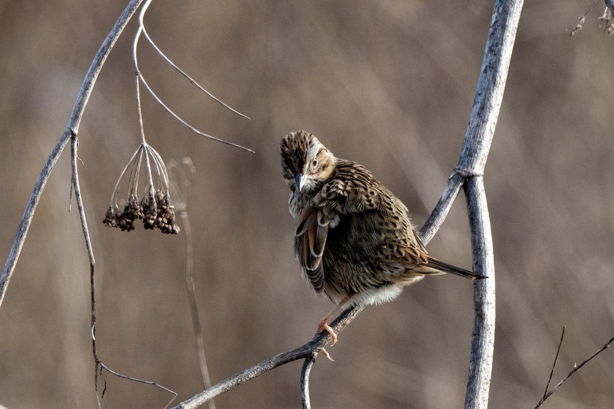 Song Sparrow - ML629922830