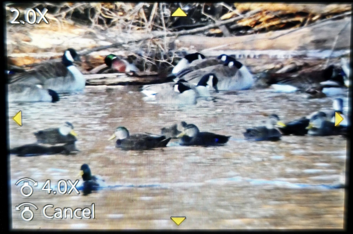 American Black Duck - ML629922892
