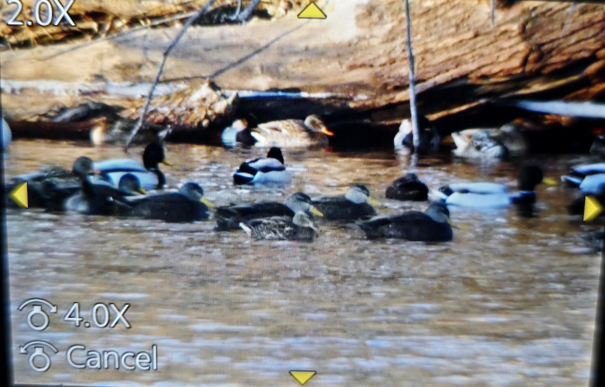 American Black Duck - ML629922894