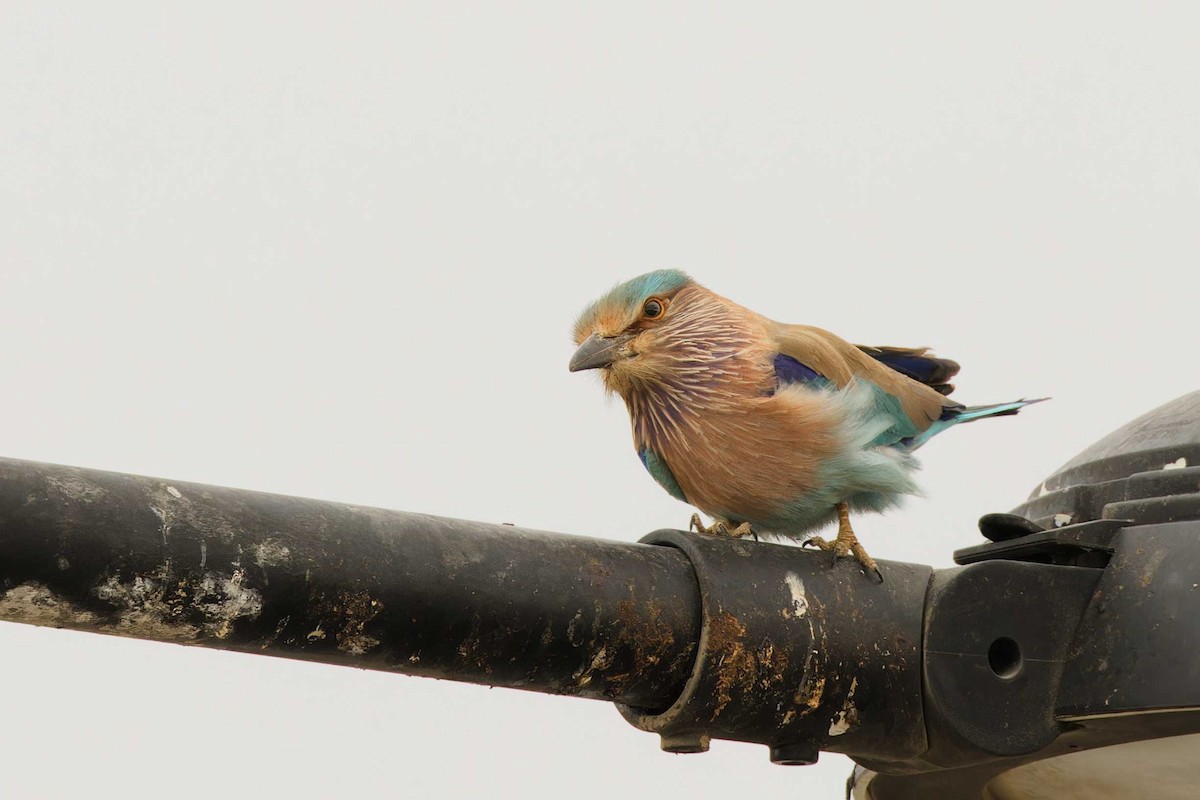 Indian Roller - ML629922971