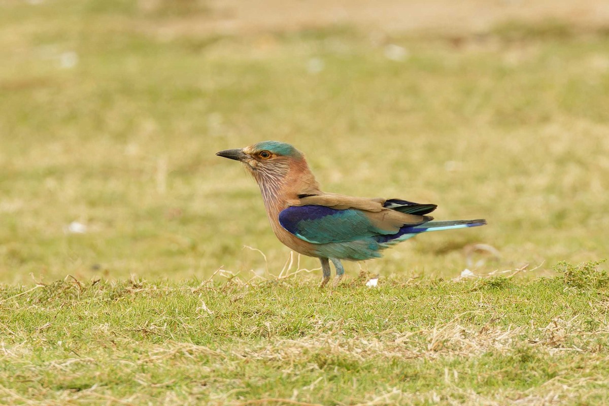 Indian Roller - ML629922972