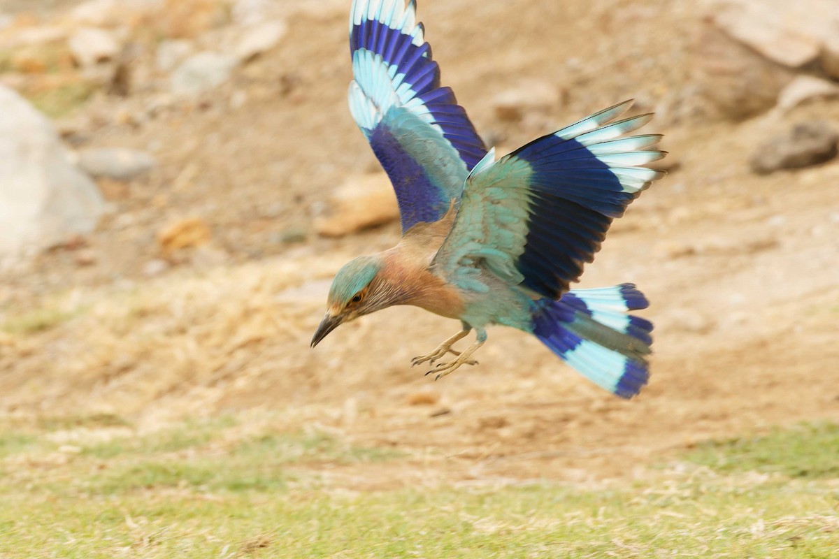 Indian Roller - ML629922973