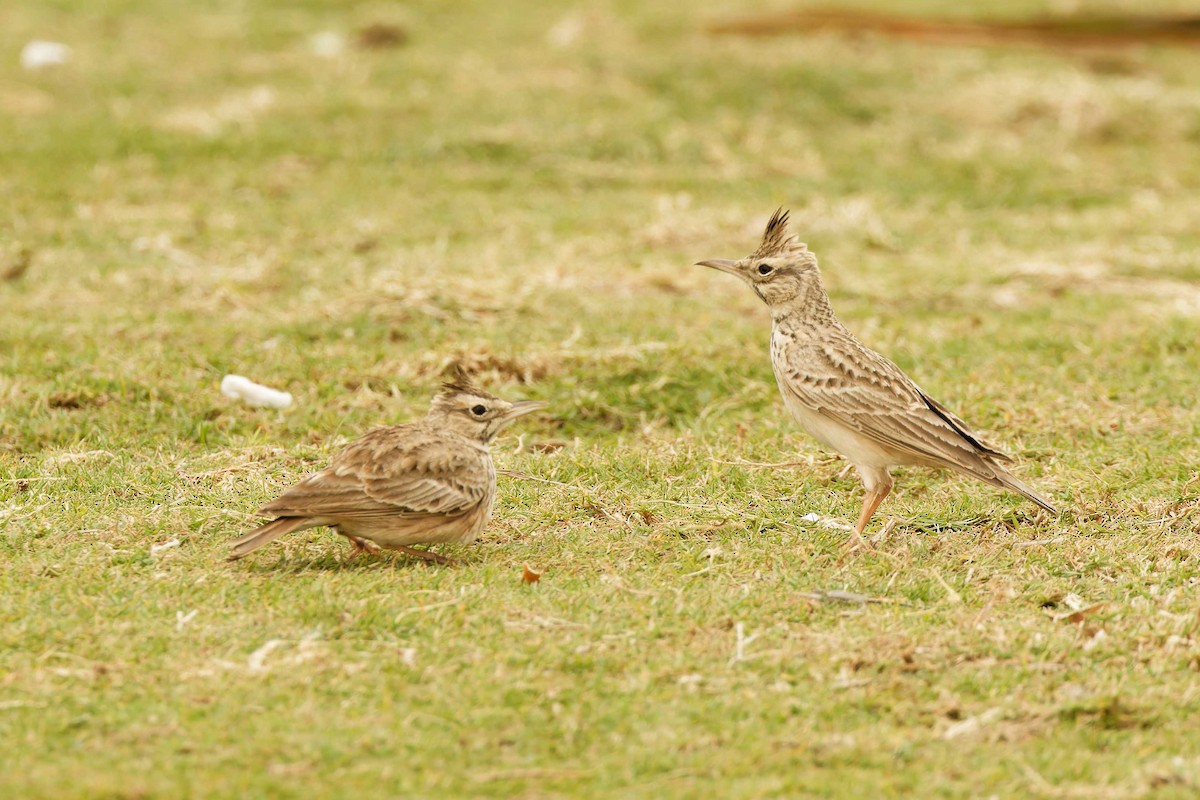 Crested Lark - ML629922983