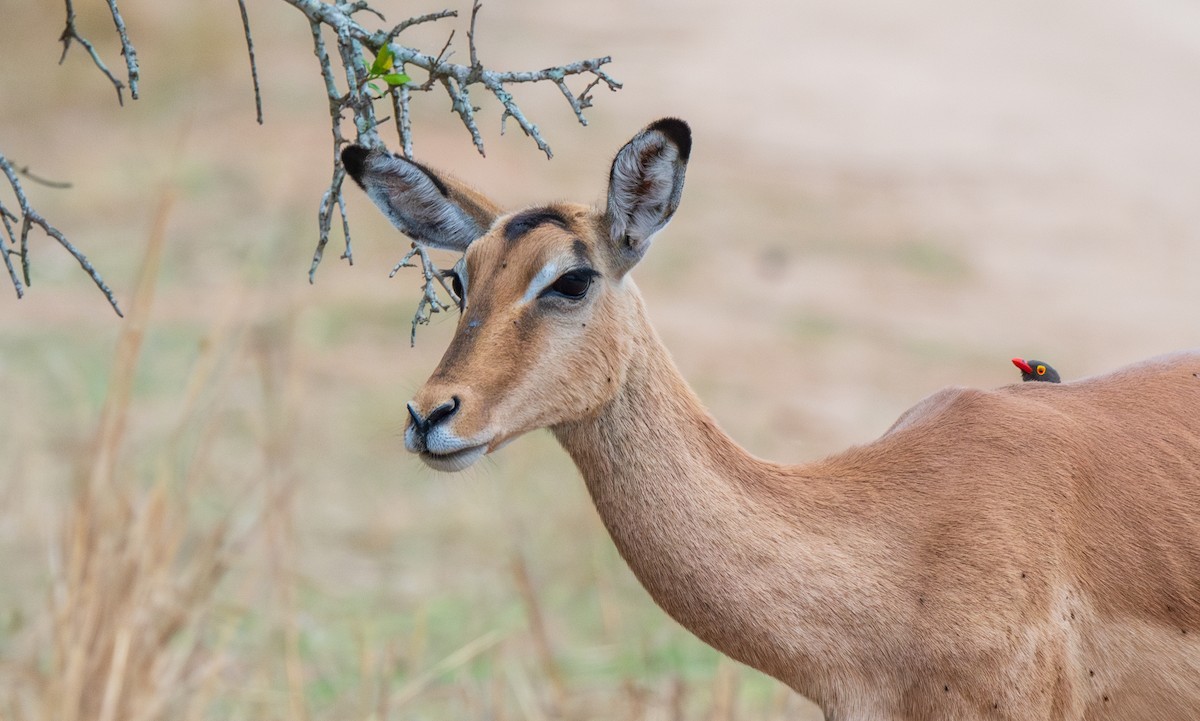 Red-billed Oxpecker - ML629923076