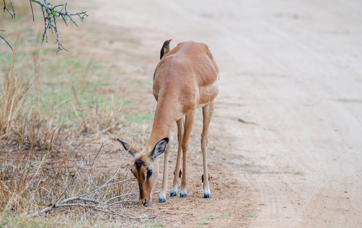 Red-billed Oxpecker - ML629923078