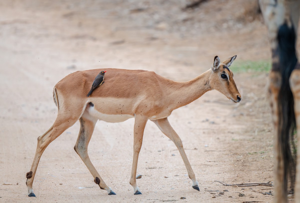 Red-billed Oxpecker - ML629923079