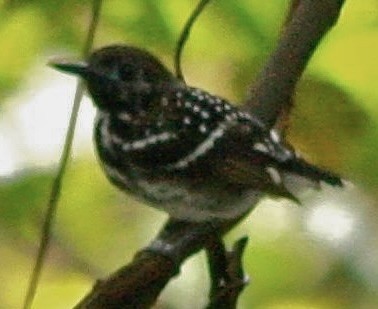 Dot-backed Antbird - ML629923089