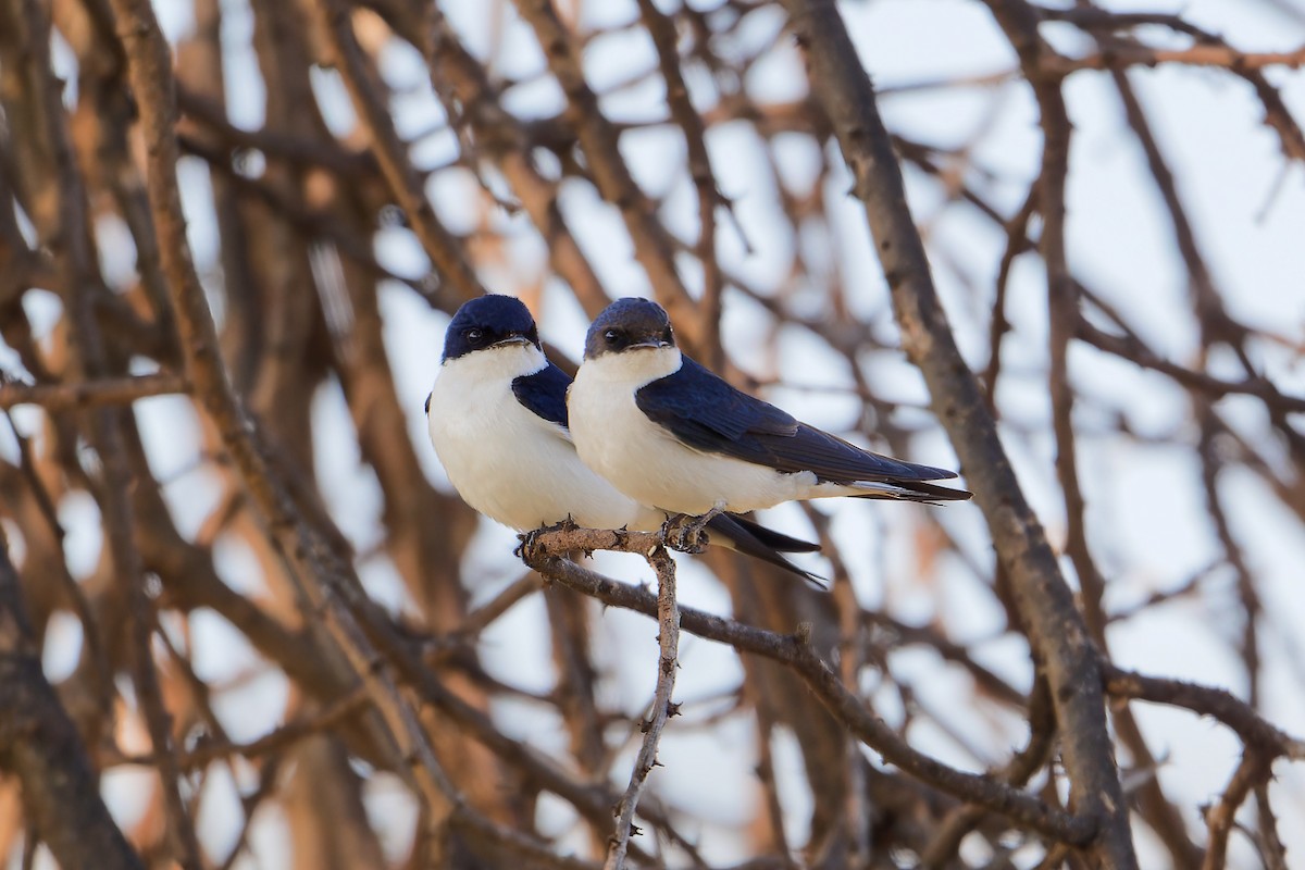 White-tailed Swallow - ML629923160