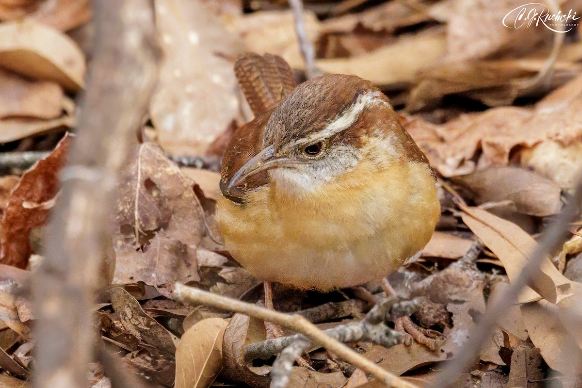 Carolina Wren - ML629923249