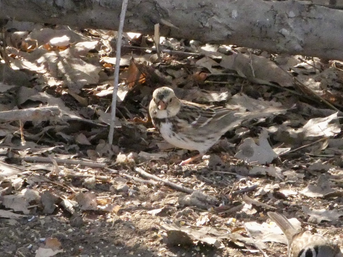 Harris's Sparrow - ML629923318
