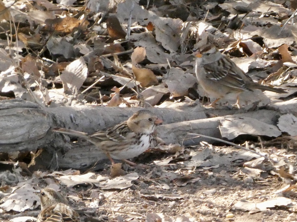 Harris's Sparrow - ML629923319