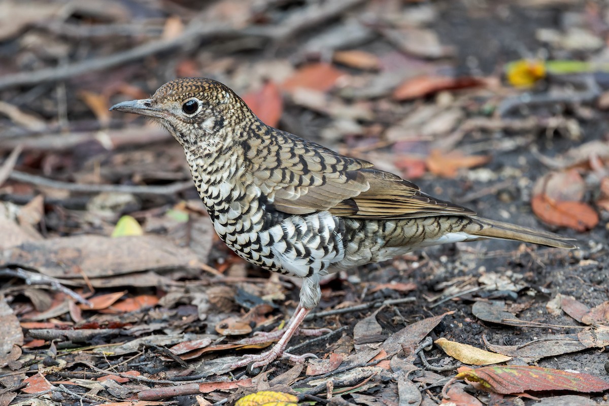 Bassian Thrush - ML629923540