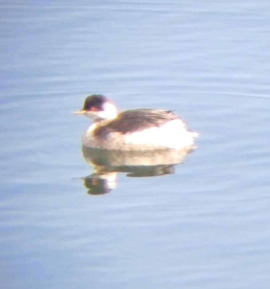 svarthalsdykker - ML629923638