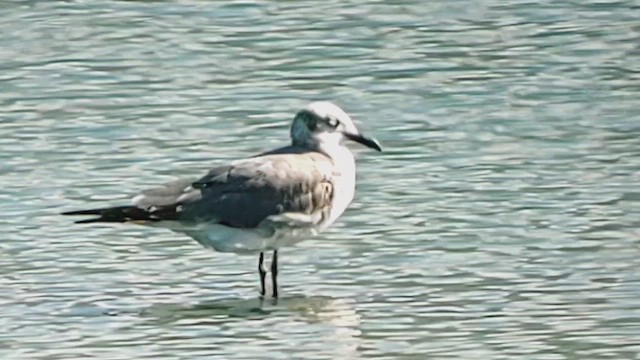 Antxeta mokogorri amerikarra - ML629923684