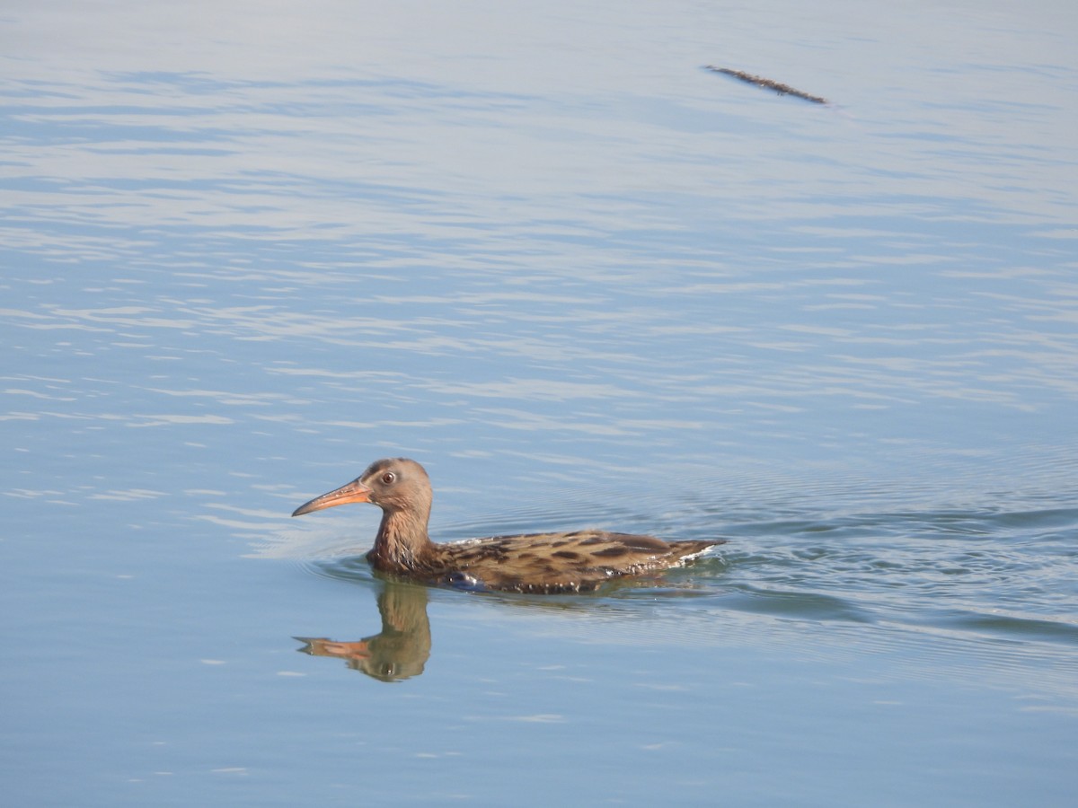 chřástal kalifornský - ML629923861