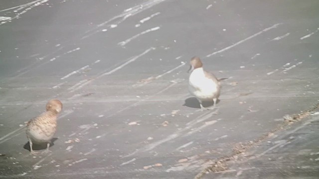Northern Pintail - ML629923894