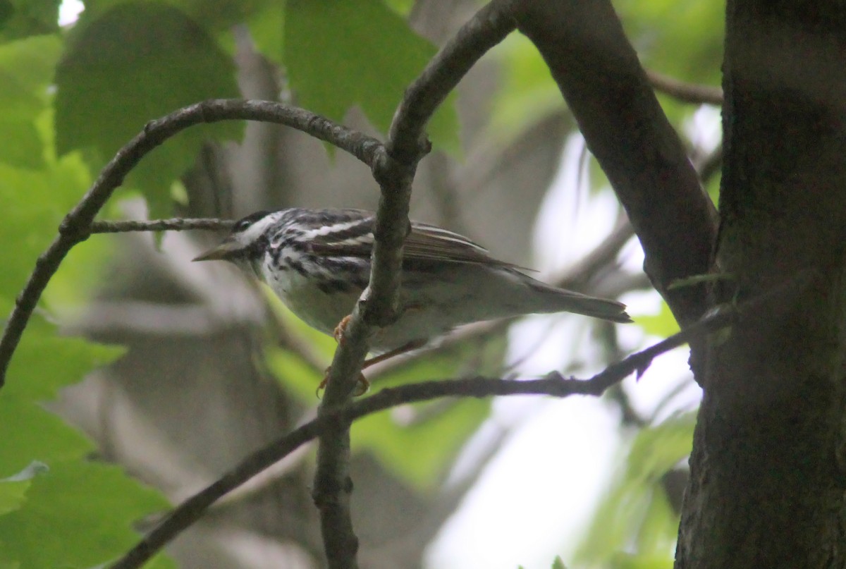 Blackpoll Warbler - ML629924013