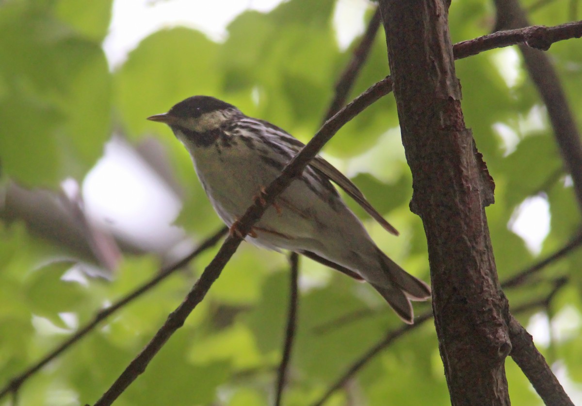 Blackpoll Warbler - ML629924014