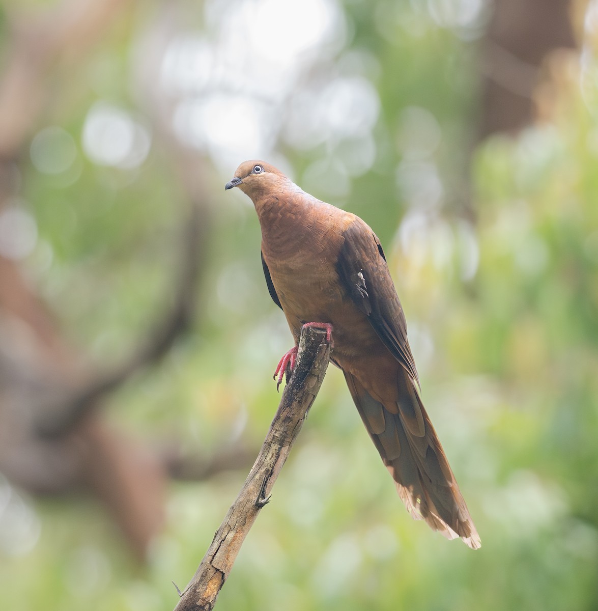 Brown Cuckoo-Dove - ML629924209