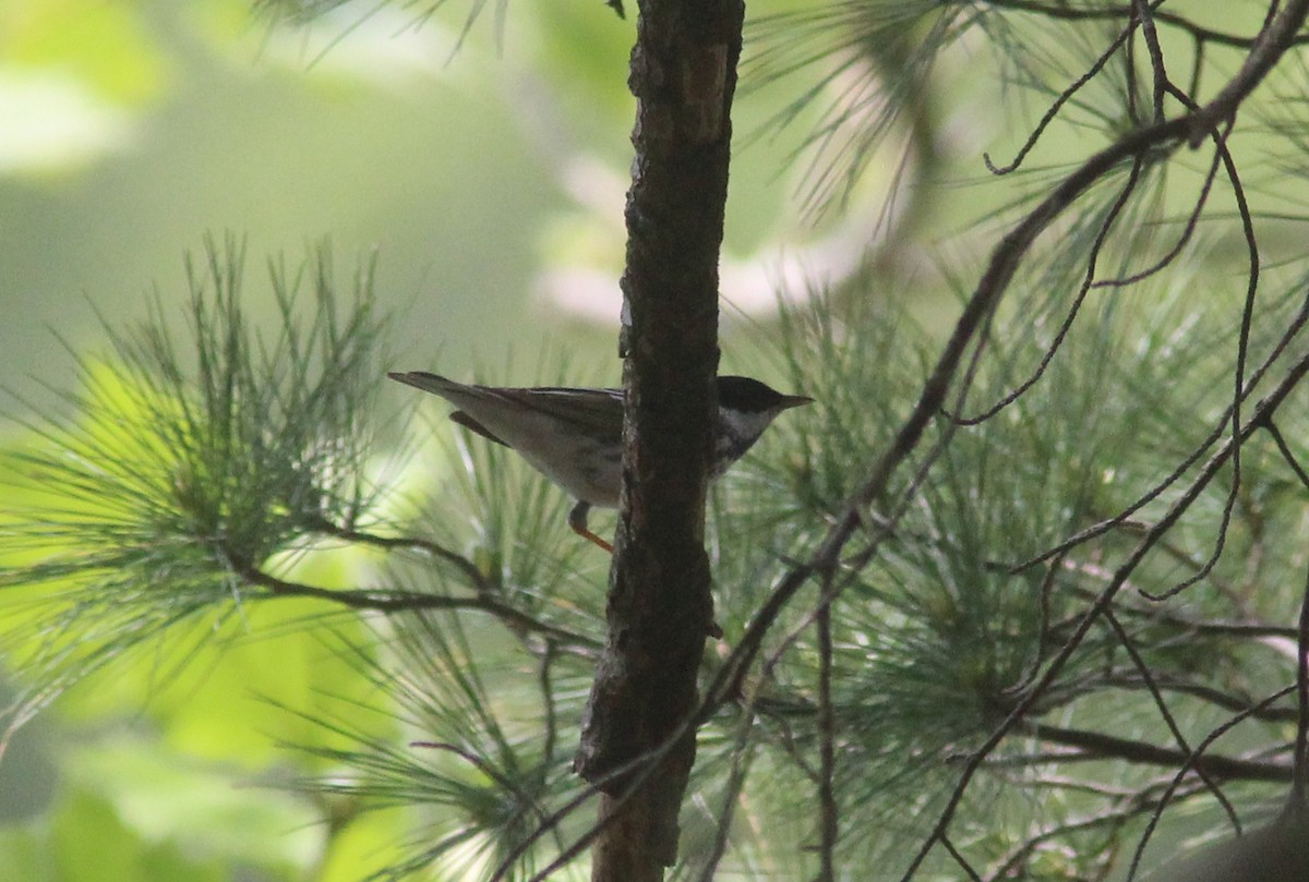 Blackpoll Warbler - ML629924269