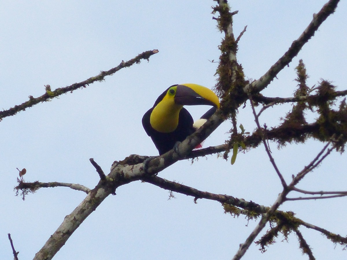 Yellow-throated Toucan - ML629924427
