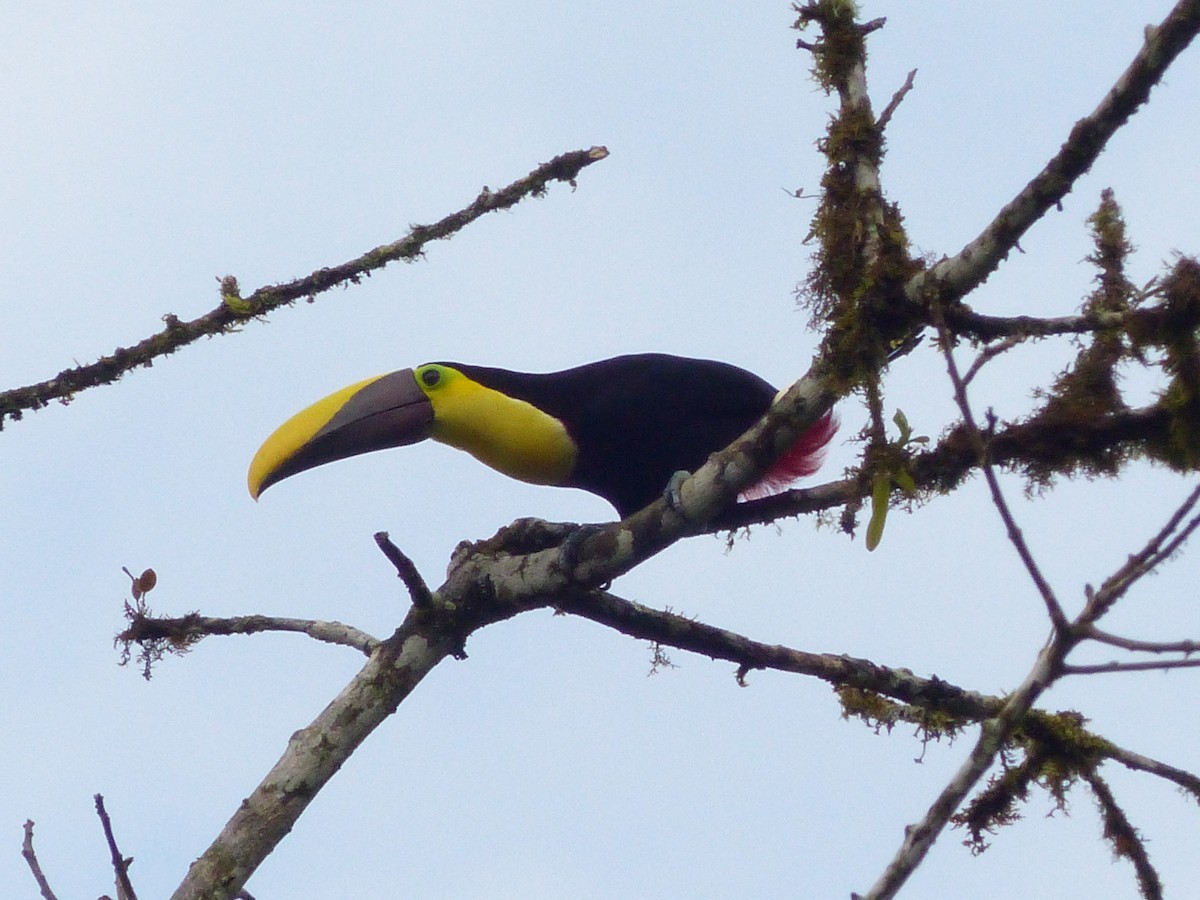 Yellow-throated Toucan - ML629924428