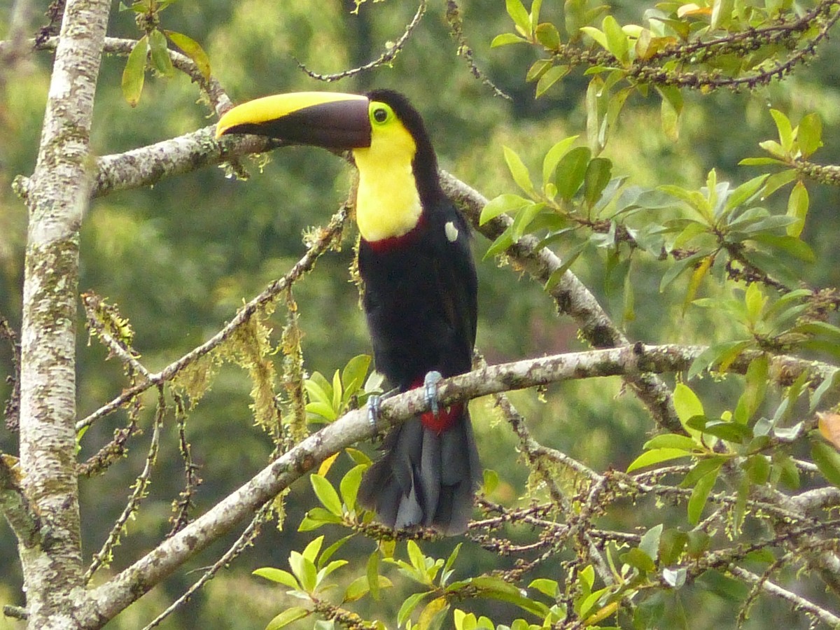 Yellow-throated Toucan - ML629924430