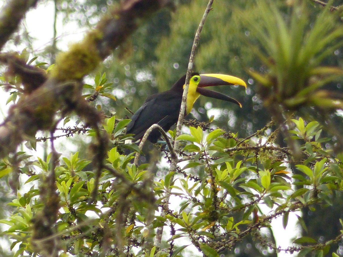 Yellow-throated Toucan - ML629924431