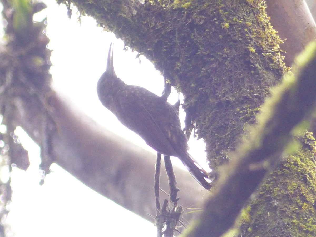 Spotted Woodcreeper - ML629924462