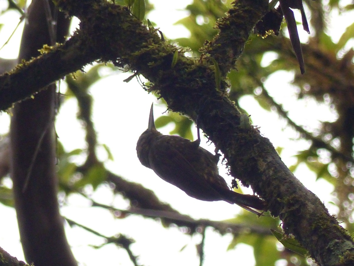 Spotted Woodcreeper - ML629924463