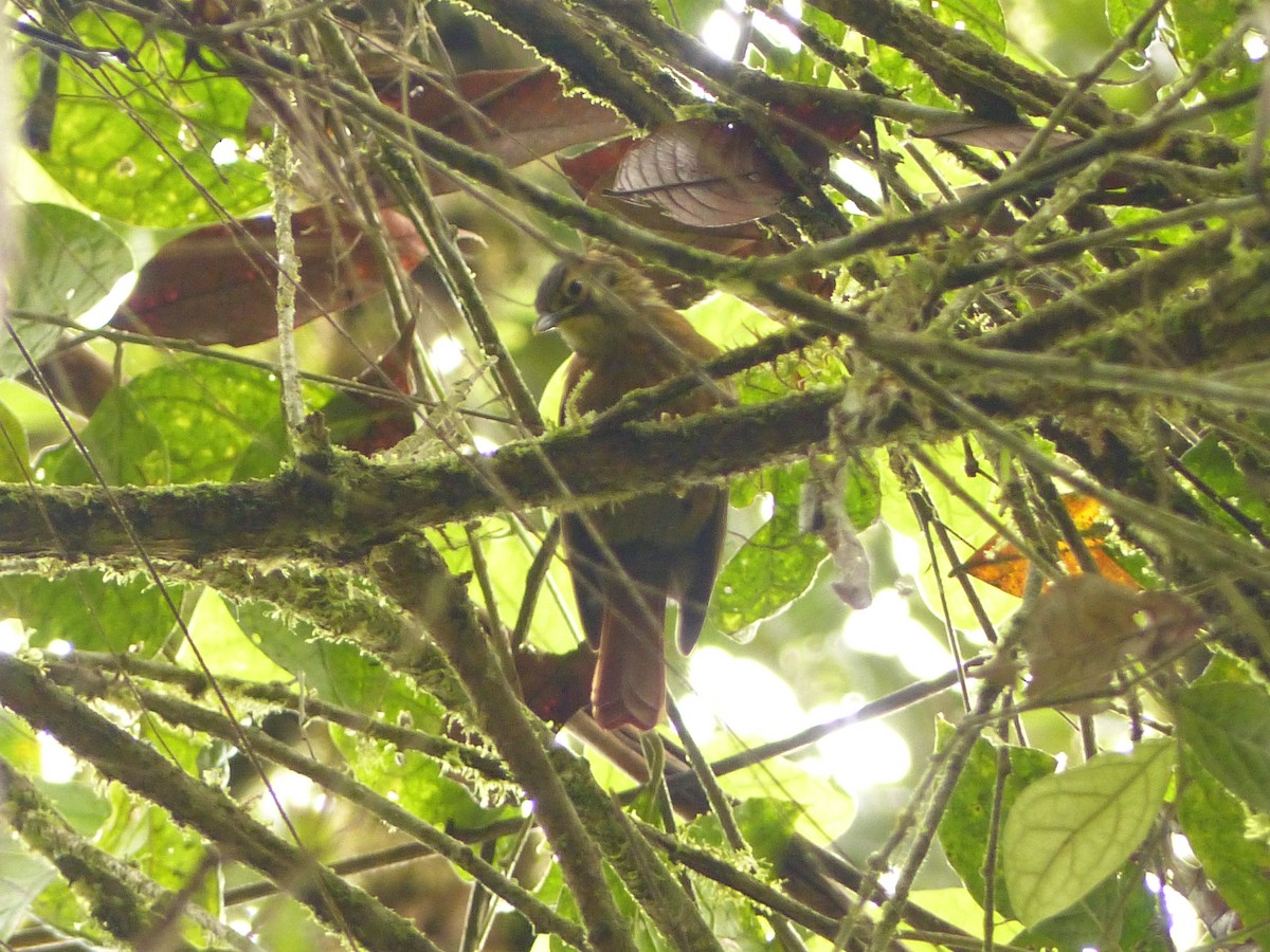 Scaly-throated Foliage-gleaner - ML629924473