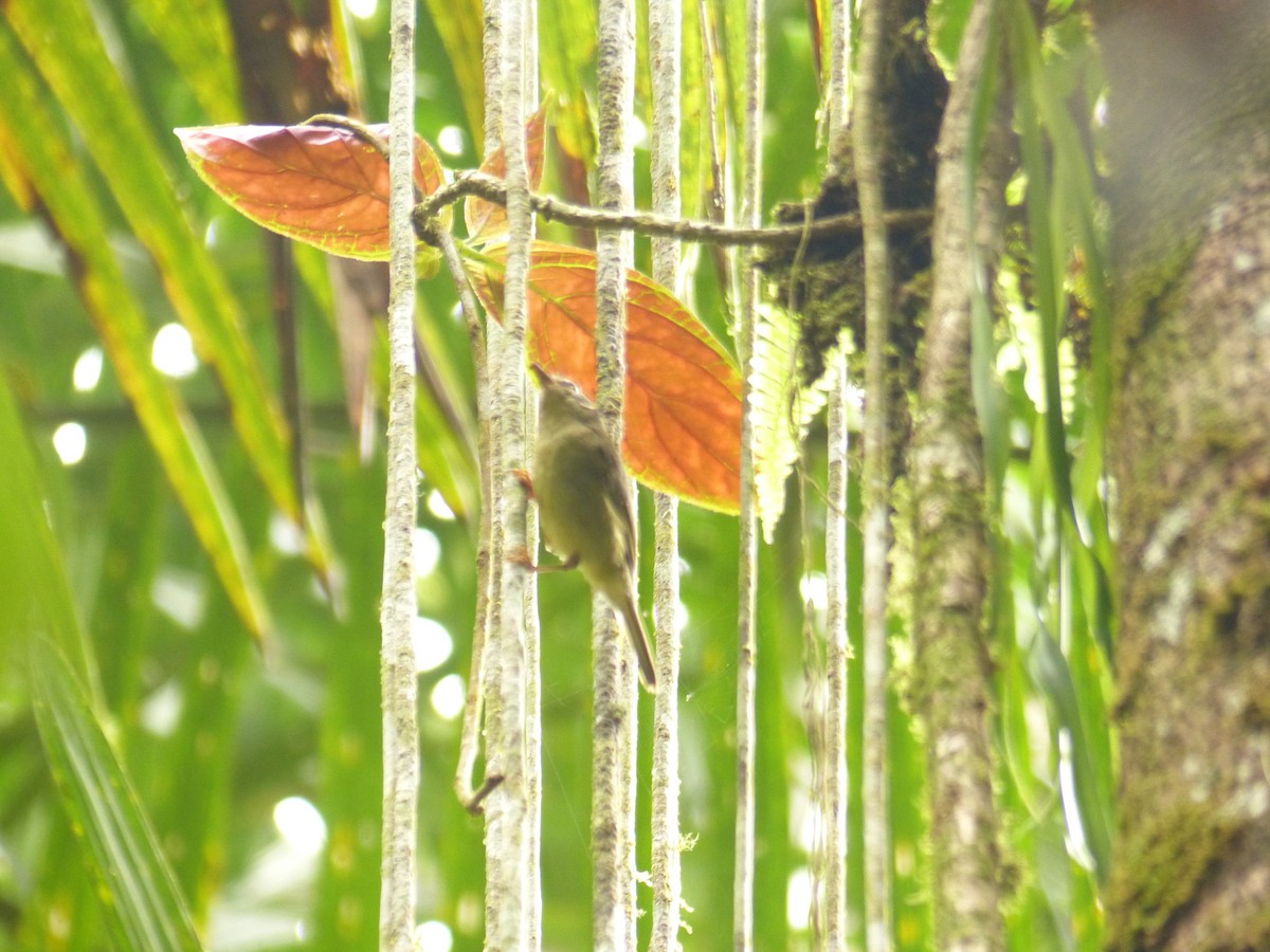 Three-striped Warbler - ML629924522