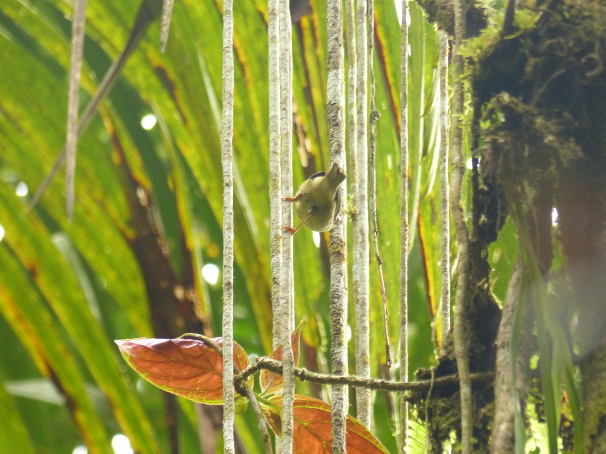 Three-striped Warbler - ML629924524