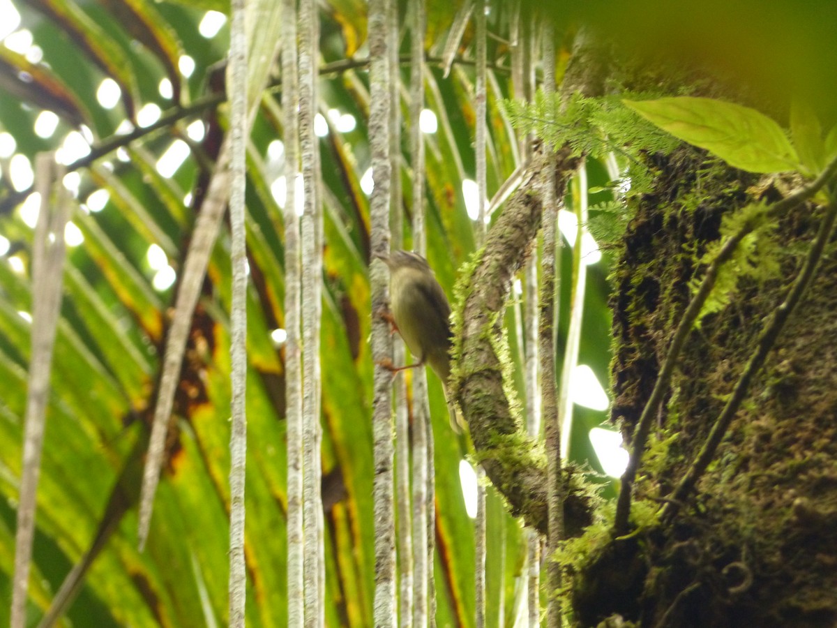 Three-striped Warbler - ML629924525