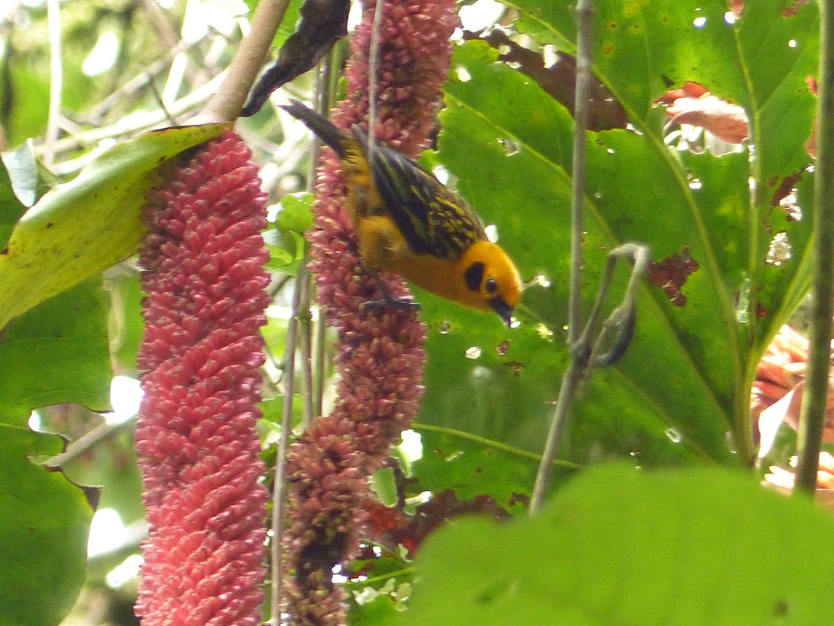 Golden Tanager - ML629924574