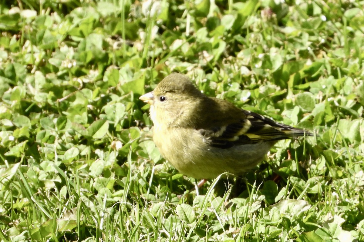 Black-chinned Siskin - ML629924628