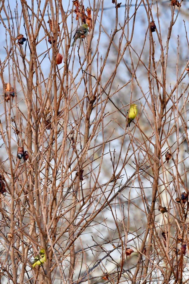 Western Tanager - ML629924767