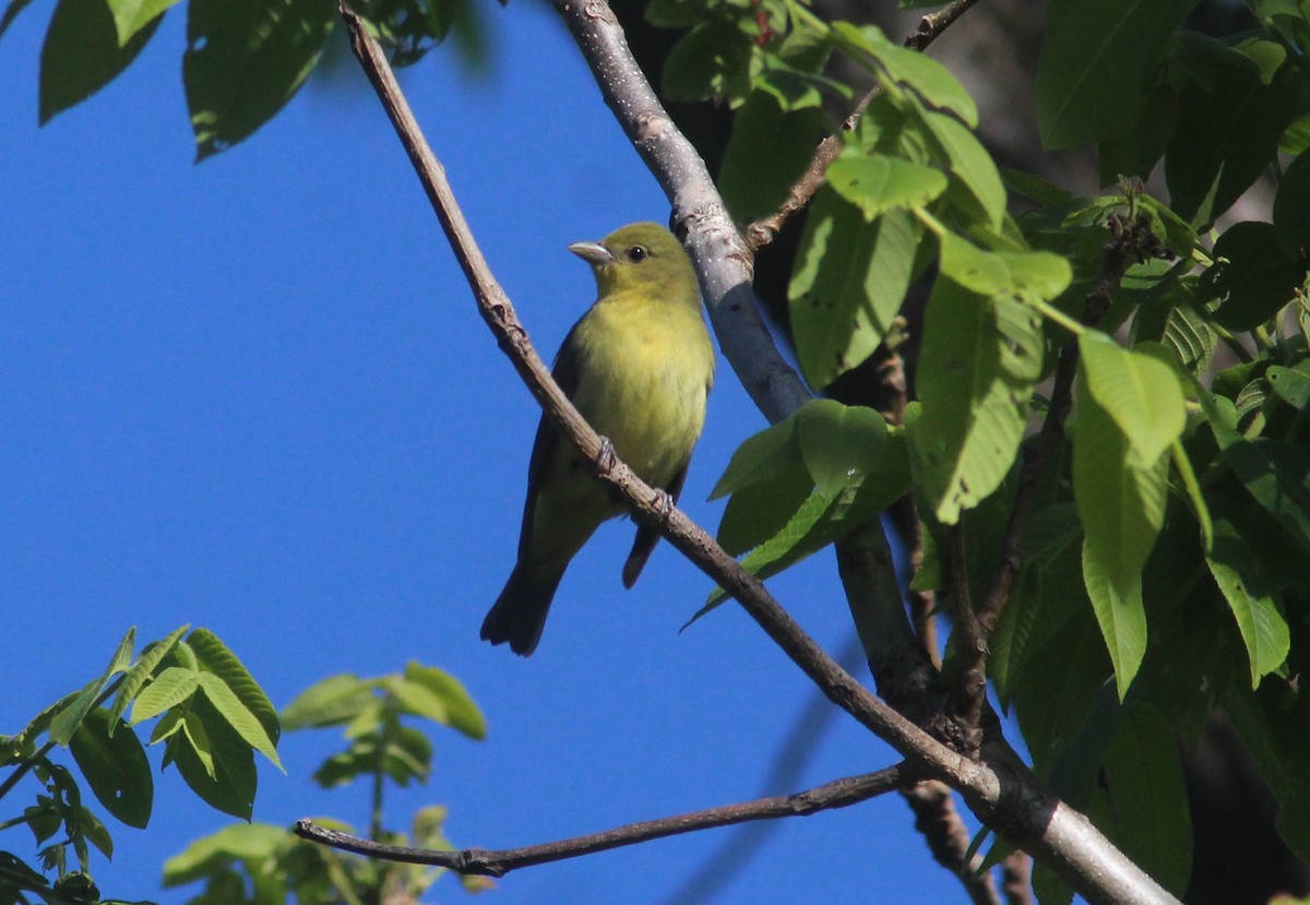 Scarlet Tanager - ML629924771