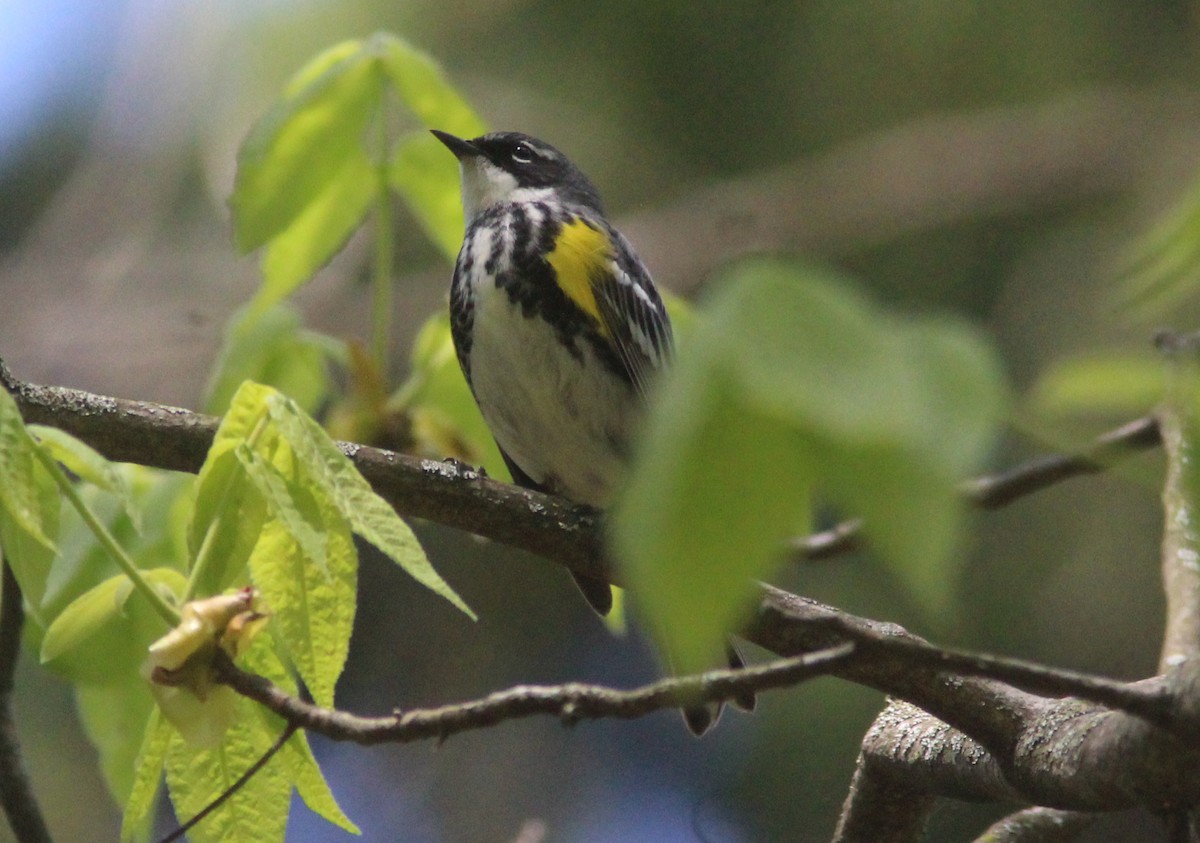 Yellow-rumped Warbler (Myrtle) - ML629924796