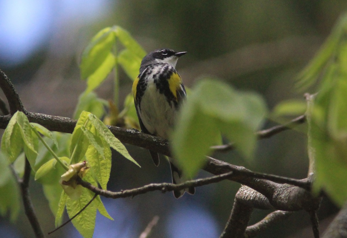 Yellow-rumped Warbler (Myrtle) - ML629924797