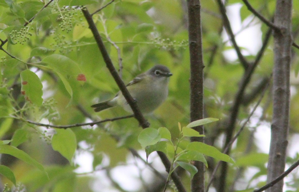 Blue-headed Vireo - ML629925067