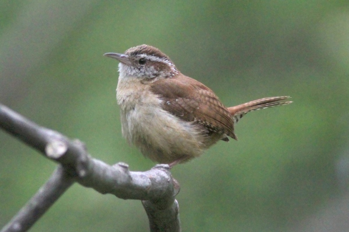 Carolina Wren - ML629925200