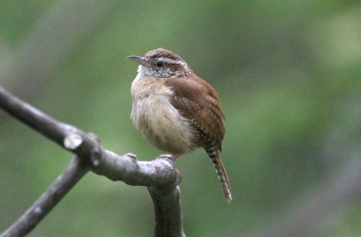 Carolina Wren - ML629925201