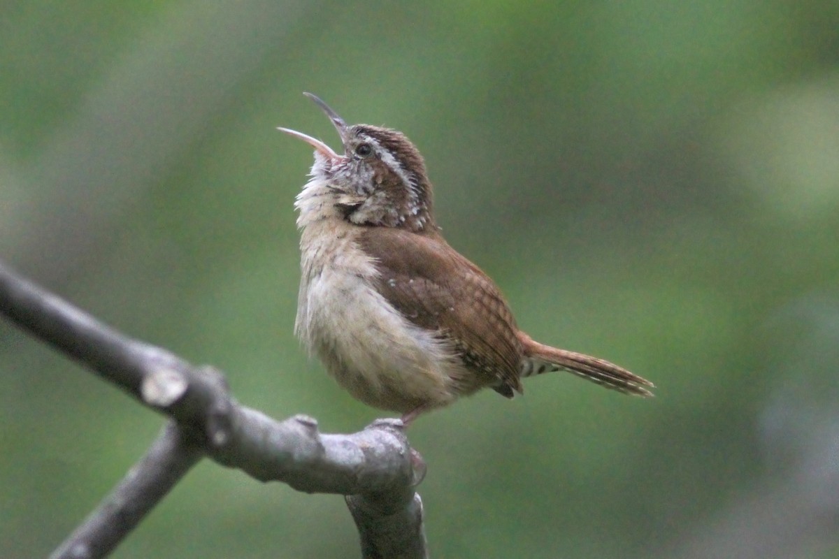 Carolina Wren - ML629925202