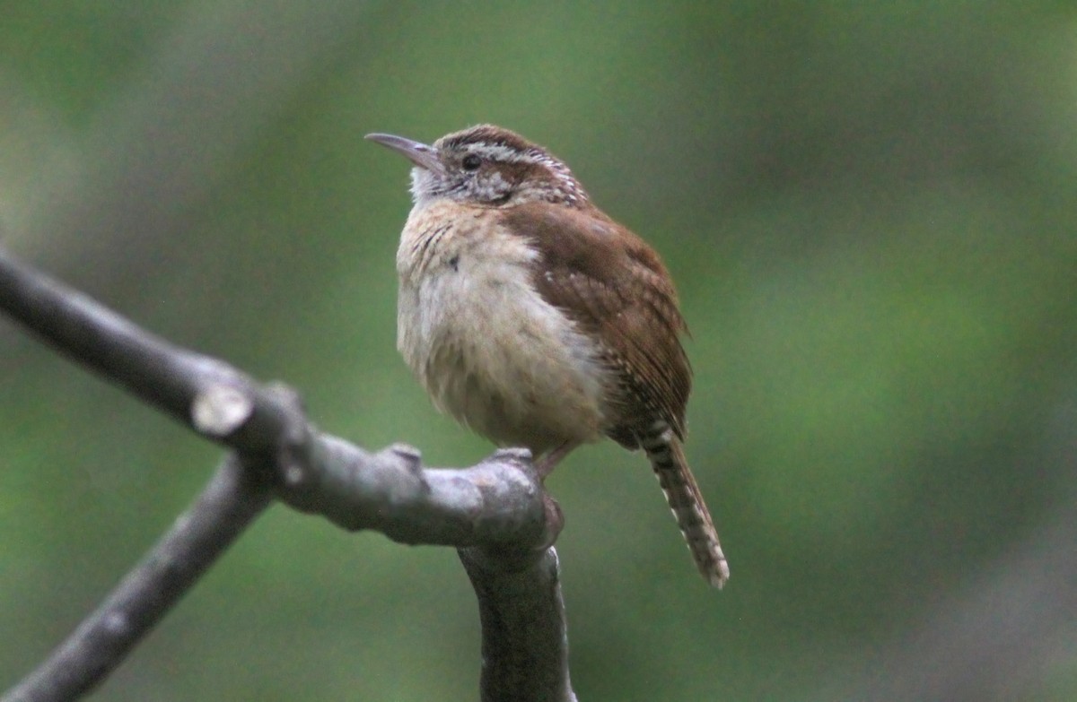 Carolina Wren - ML629925203