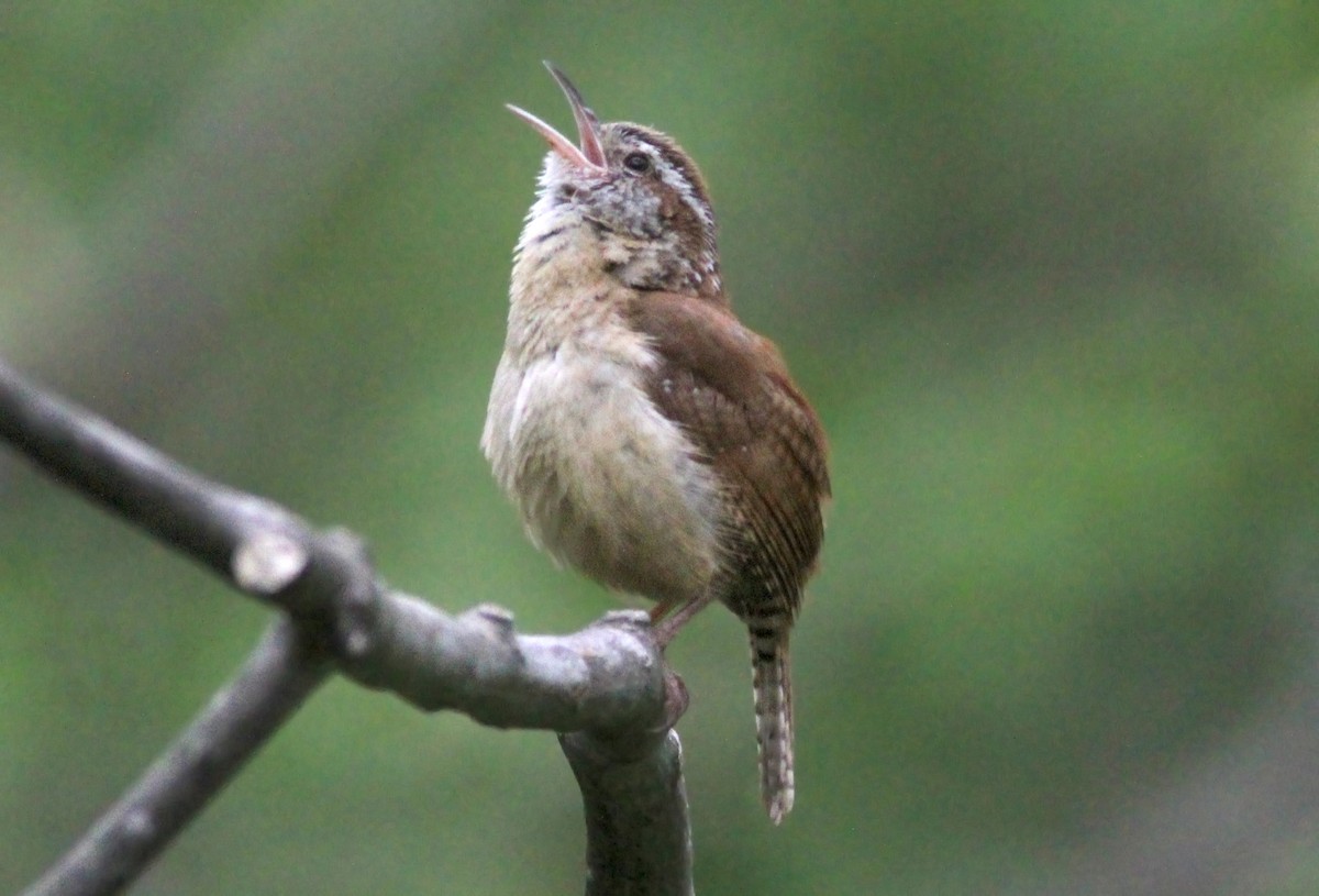 Carolina Wren - ML629925204