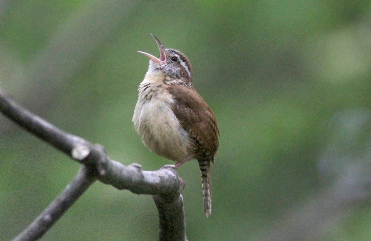 Carolina Wren - ML629925205