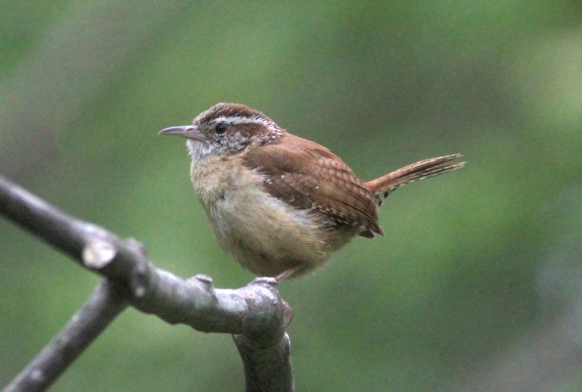 Carolina Wren - ML629925206