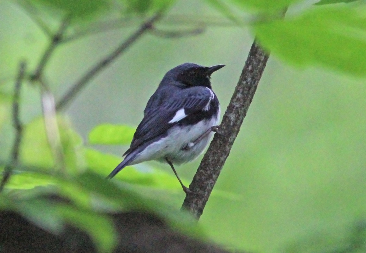 Black-throated Blue Warbler - ML629925210