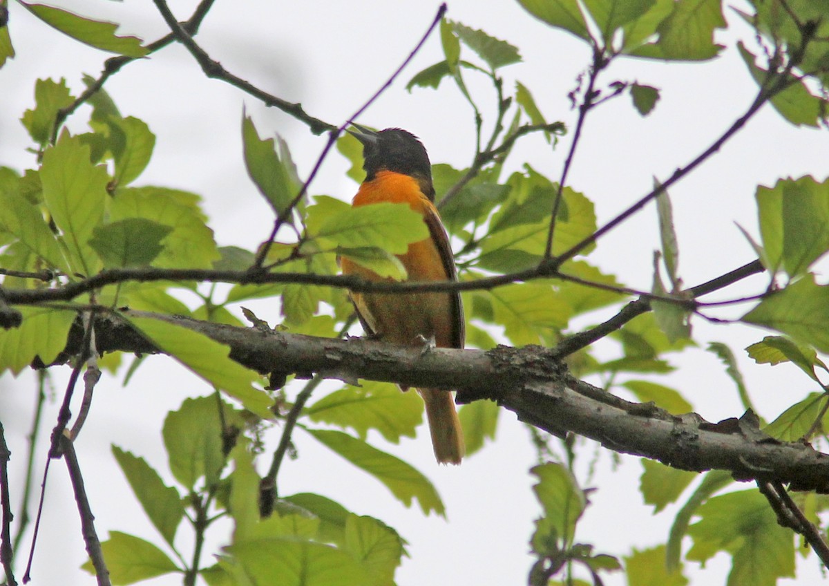 Baltimore Oriole - ML629925214